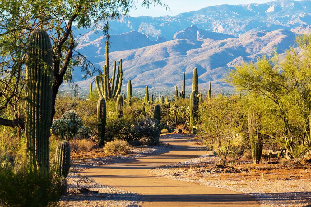 Stunning image of an Arizona trail with rolling hills in the background with cactus and greenery all around that's great for a day trip.